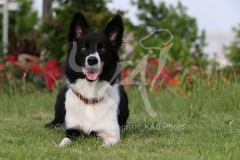 Collie - Border