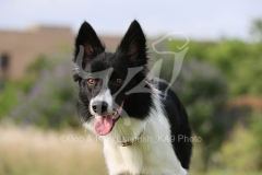 Collie - Border