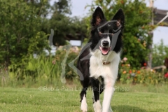 Collie - Border