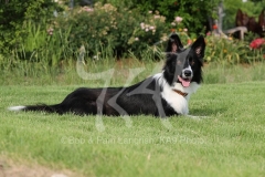 Collie - Border
