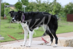 Collie - Border