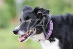 Collie - Border