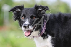 Collie - Border