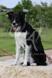 Collie - Border