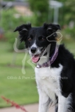 Collie - Border
