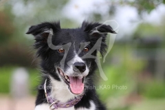 Collie - Border