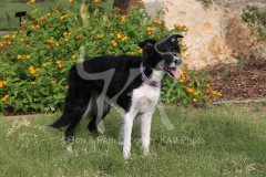Collie - Border