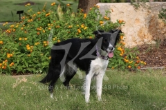 Collie - Border