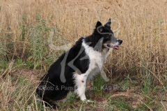 Collie - Border