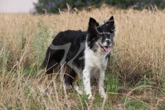 Collie - Border