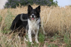 Collie - Border