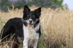 Collie - Border