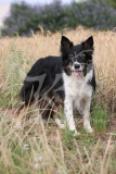 Collie - Border