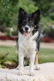 Collie - Border