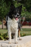 Collie - Border