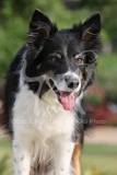 Collie - Border