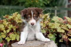 Collie - Border
