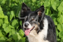 Collie - Border