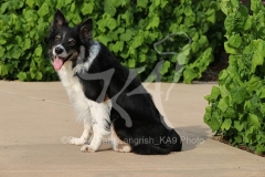 Collie - Border