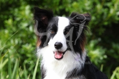 Collie - Border