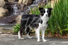Collie - Border