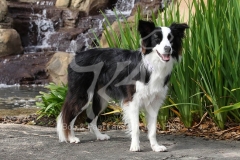Collie - Border