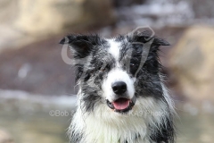 Collie - Border