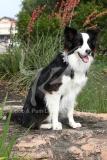 Collie - Border