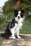 Collie - Border
