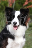 Collie - Border