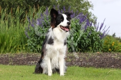 Collie - Border