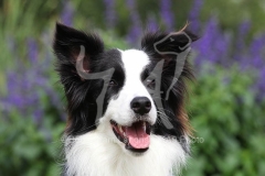 Collie - Border