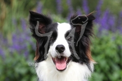 Collie - Border