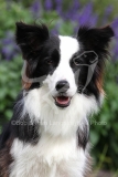 Collie - Border