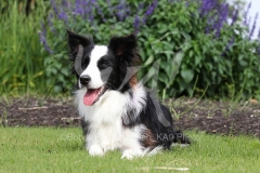 Collie - Border