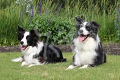Collie - Border