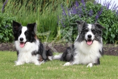 Collie - Border
