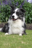 Collie - Border