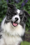 Collie - Border