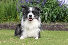 Collie - Border