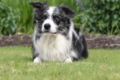Collie - Border