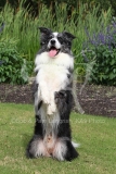 Collie - Border