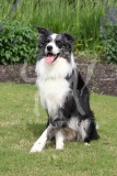 Collie - Border