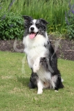 Collie - Border