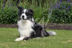 Collie - Border
