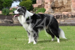 Collie - Border