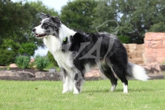 Collie - Border