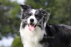 Collie - Border