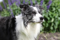 Collie - Border