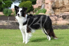 Collie - Border